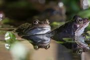 Common Frog � Steve Lane