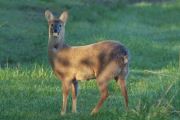 Chinese Water Deer � Roy Hargreaves